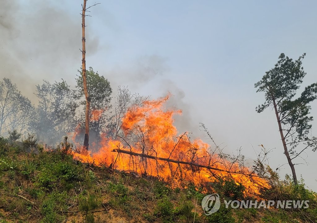 건조·강풍특보 속 양양서 산불…당국 '산불 2단계' 격상(종합)