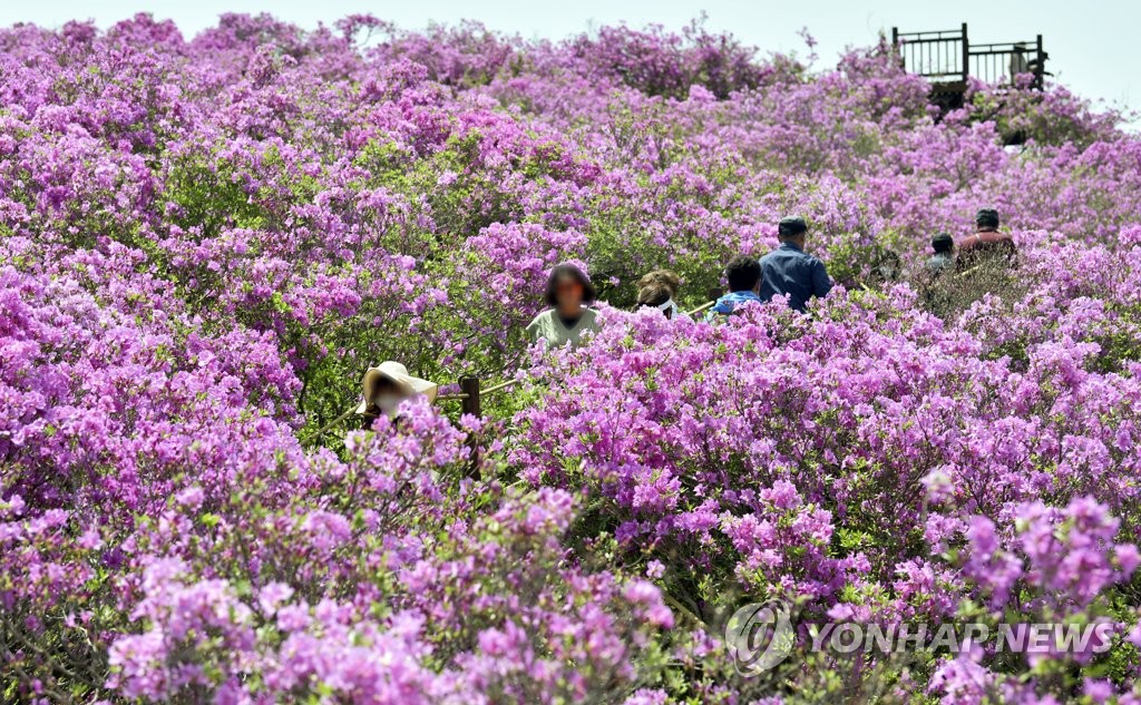 [픽! 장수] 봉화산 물들인 분홍빛 철쭉꽃 향연