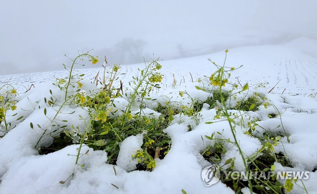 [사진톡톡] 강릉 안반데기는 봄이고 겨울이다