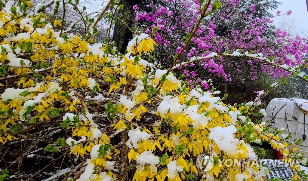 [사진톡톡] 강릉 안반데기는 봄이고 겨울이다