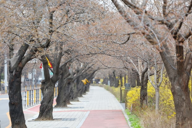  30일 오전 아직 꽃이 피지 않은 서울 여의도 윤중로 모습. 사진=연합뉴스