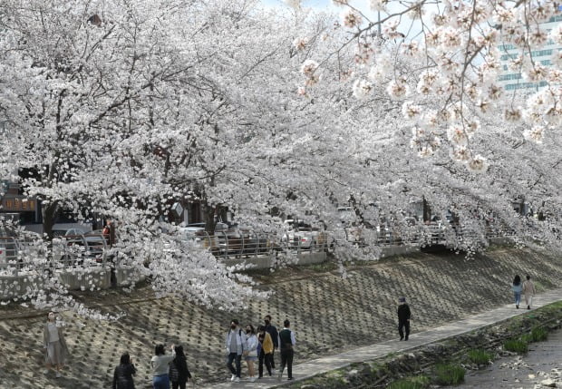  울산시 남구 무거천 궁거랑에 벚꽃이 활짝 피었다.(사진=연합뉴스)