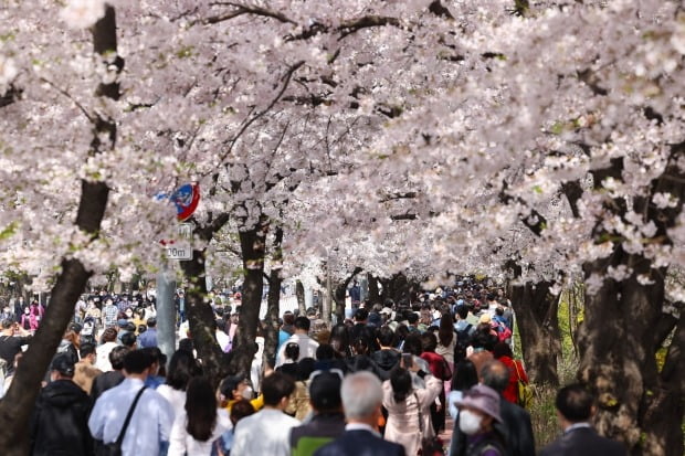 지난 10일 서울 여의도 윤중로 벚꽃길을 찾은 시민들이 꽃놀이를 즐기고 있다. 사진=연합뉴스