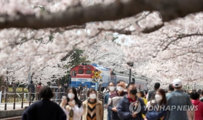 전국 벚꽃 명소·산·관광지 봄나들이 인파로 '북적'