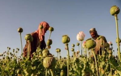 '아편대국' 아프간, 양귀비 재배 금지