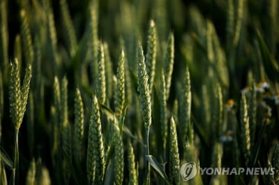 호주산 밀, 세계적 공급위기 '구원투수' 될까…풍작 기대감