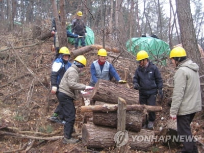 나주서 소나무재선충병 6그루 확인…전남도, 긴급방역 가동