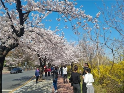 "3년 만에 꽃구경"…개방 앞둔 여의도 벚꽃길 들썩