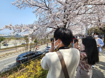 활짝 핀 여의도 벚꽂길에 상춘객 붐벼…"3년만에 봄다운 봄"