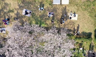 전국 곳곳 봄꽃 절정…주요 행락지에 상춘객 북적