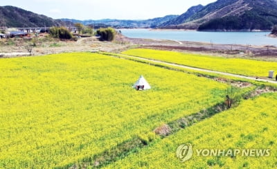 형형색색 봄꽃에 매료된 주말…화창한 날씨에 나들이객 북적