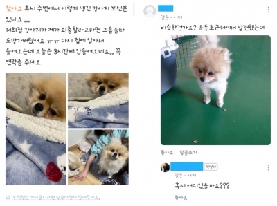 중고거래 앱으로 길 잃은 반려견 주인 찾아준 울산소방