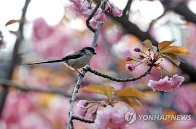 [내일날씨] 전국 맑고 아침 기온 뚝…오전 수도권 미세먼지 '나쁨'