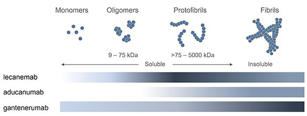 레카네맙은 아밀로이드 단백질의 올리고머(Oligomers) 및 원섬유(Protofibirls) 단계에서 강한 결합능력을 보여준다(색이 진할 수록 결합능력이 강하다). 아두헬름(아두카누맙·바이오젠)은 상대적으로 결합능력이 약하며, 로슈가 개발 중인 알츠하이어병 치료 후보물질 간테네루맙은 응집체를 이루는 섬유 이상 단계에서 강한 결합력을 보였다. /바이오아크틱 제공