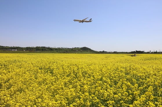 인천국제공항 인근에 있는 하늘정원(3만6000㎡)이 유채꽃밭으로 조성됐다. 인천국제공항공사는 5월 13일부터 6월 3일까지 3주간 시민에게 무료로 개방한다. 공항철도 공항화물청사역에서 내린 뒤 국제업무단지 방향의 무료 셔틀버스를 탑승해서 하늘정원 임시정류소에 하차하면 된다. 개장시간은 오전 9시 30분부터 오후 6시까지다. 