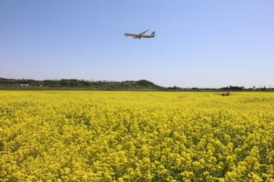  유채꽃밭으로 조성된 인천공항 하늘정원