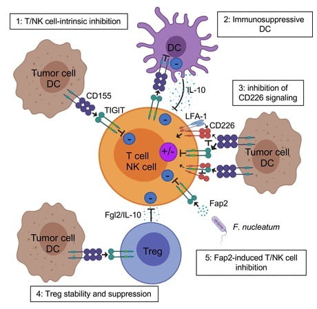 종양미세환경에서 T세포의 TIGIT 억제 매커니즘. 자료=영국의학저널