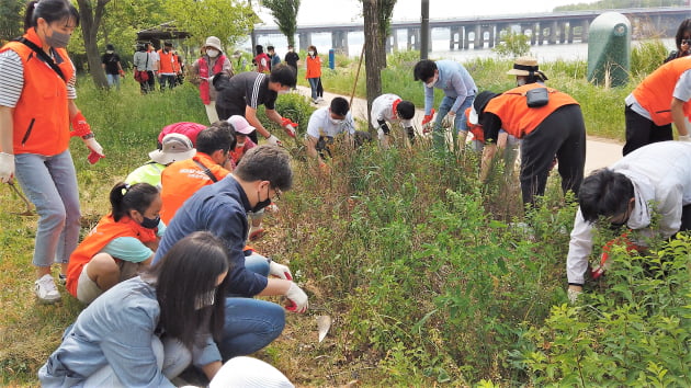 미래에셋증권 임직원과 그 가족들이 서울 이촌한강공원 일대의 미래에셋증권 숲을 가꾸는 봉사활동을 하고 있다. /사진=미래에셋증권