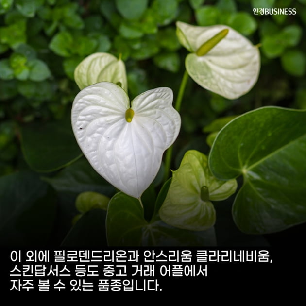 [영상뉴스]'식테크'부터 '식집사' 신조어까지... MZ세대의 식물 키우기 열풍