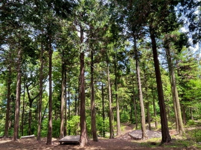 산림청, 국유림 명품숲 5개소 새로이 선정…산림관광 명소로 육성