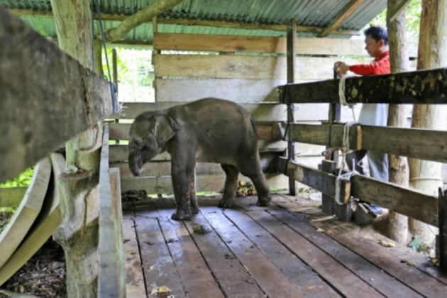 지난해 11월 올무 걸려 코 절반 잃은 인니 수마트라 아기 코끼리. 치료를 위해 코의 절반을 잘라냈지만 결국 목숨을 잃었다. /사진=AP
