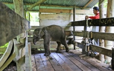인니 수마트라 코끼리 수난사…올무·감전사에 임신 중 독살까지
