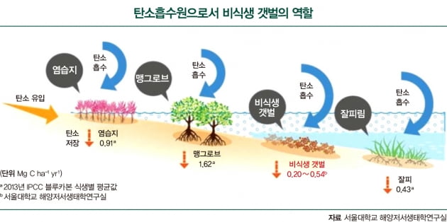 새로운 탄소흡수원으로 주목받는 ‘갯벌’