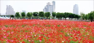 울산 태화강서 '봄꽃축제'