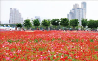 울산 태화강서 '봄꽃축제'