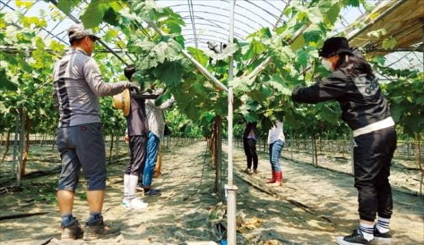 [포토] “포도야 무럭무럭 자라라”   