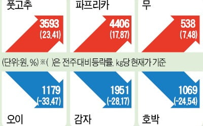 청양고추에 밀려 재배 급감…풋고추, 도매가 9년 만에 최고