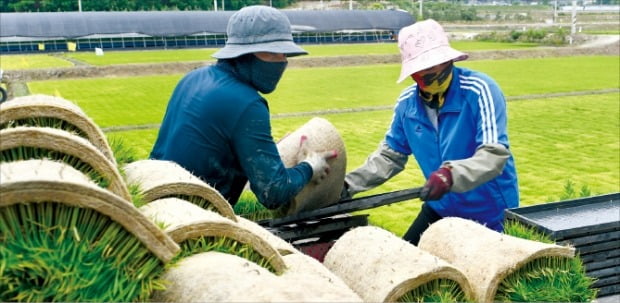 [포토] 모내기 준비 한창 