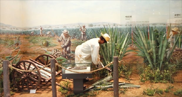 1905년에 멕시코로 이민 온 한인들이 일했던 ‘에네켄’ 농장 모습.  한국이민사박물관 