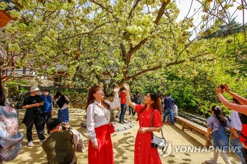 서산시, 전국 유일 청벚꽃 단지 조성…개심사 청벚꽃 복원 성공