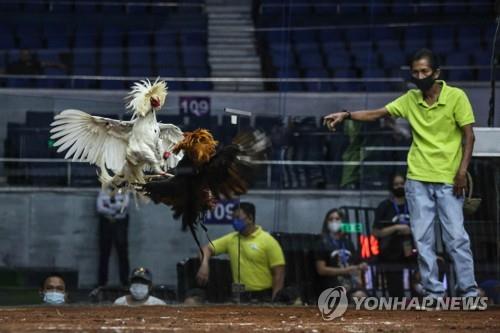 '서민들 빚더미에 살인까지'…두테르테 "온라인 닭싸움 금지"