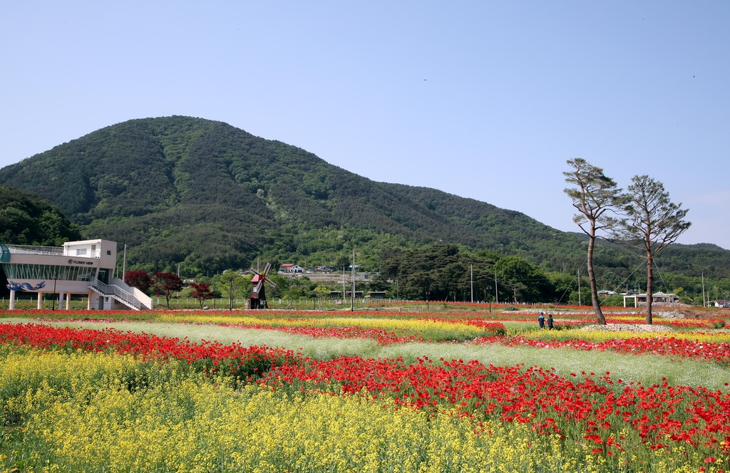 '1억 송이 꽃양귀비 활짝'…하동군, 북천 직전들판 개방