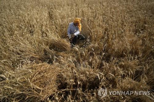 인도 밀 수출 금지령에 G7 비판…이집트는 예외 적용 요구