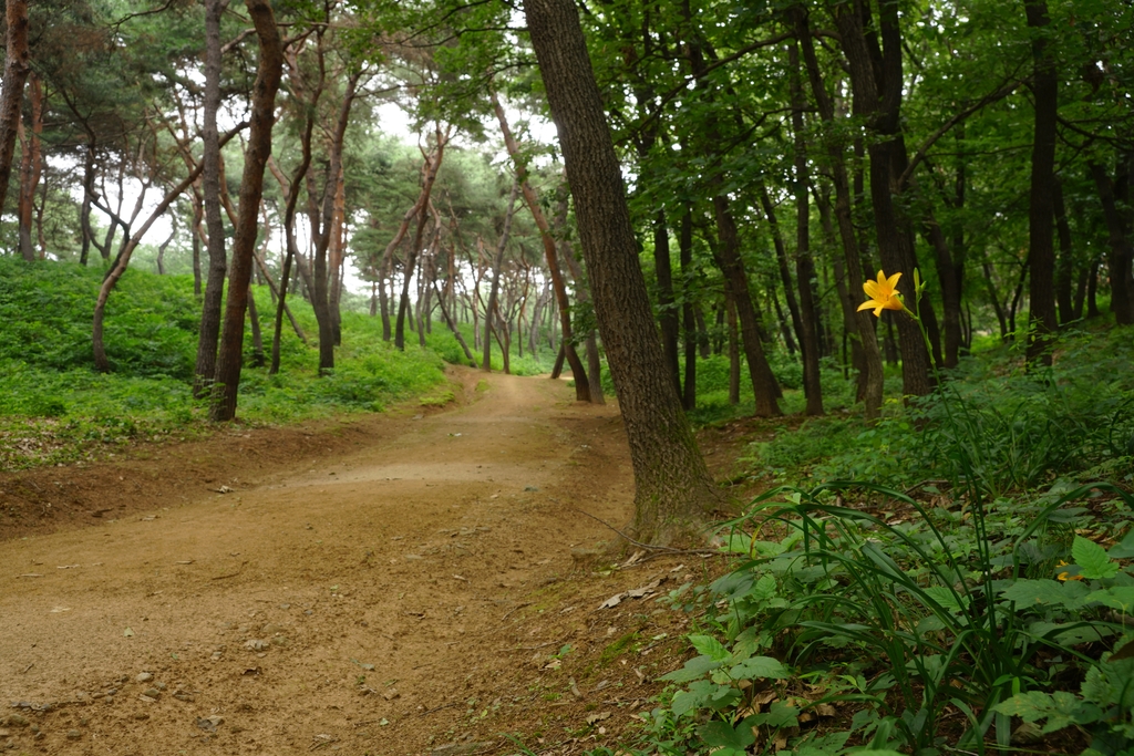 "녹음 보며 치유하세요"…조선왕릉 9곳 숲길, 내달까지 개방