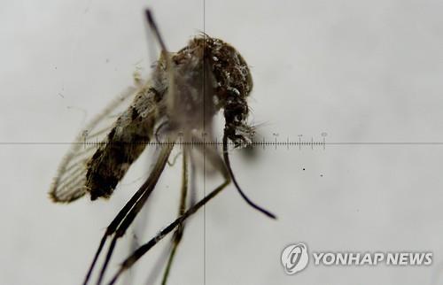 브라질, 코로나19 진정되니 뎅기열 극성…올해 265명 사망