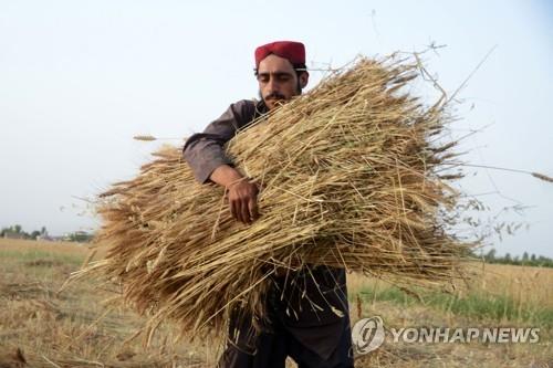 '식량 부족' 아프간 탈레반 정부도 밀 수출 금지