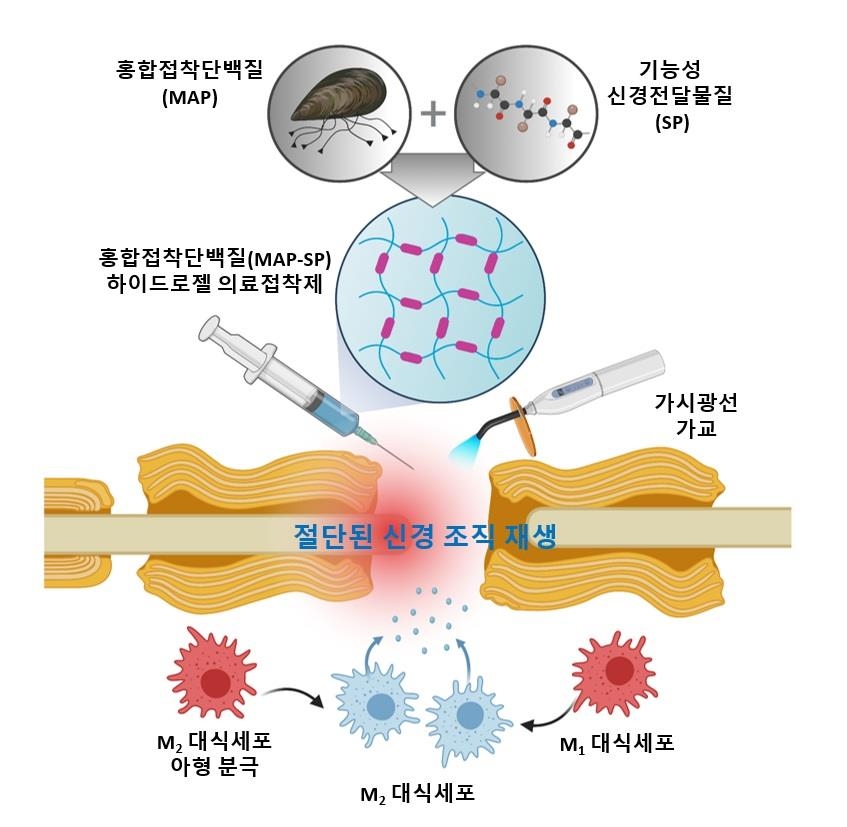 봉합실 대신 홍합 분비 물질로 끊어진 신경 잇는 기술 개발