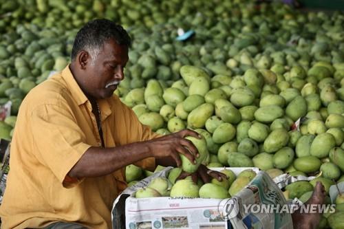 '망고 생산 세계 1위' 인도, 때 이른 폭염으로 최악 흉작 우려