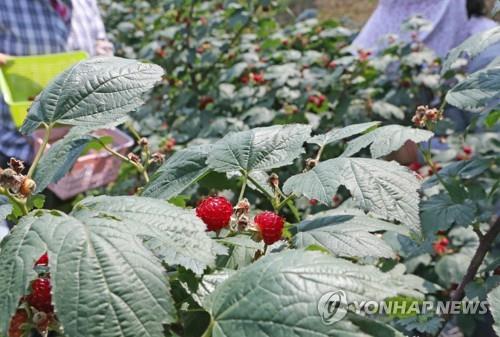 태풍 피해에 가뭄 겹쳐 포항 장기면 산딸기 수확량 50%로 급감