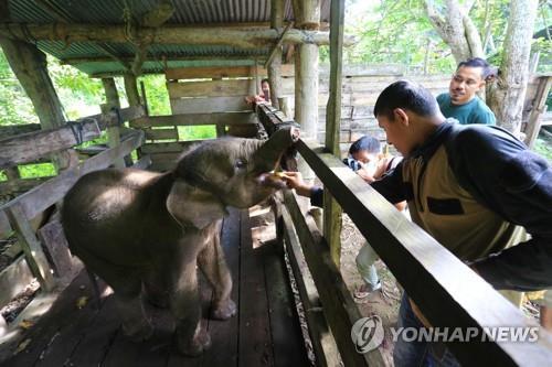 '멸종위기' 인니 수마트라 코끼리 수난…임신중 독살