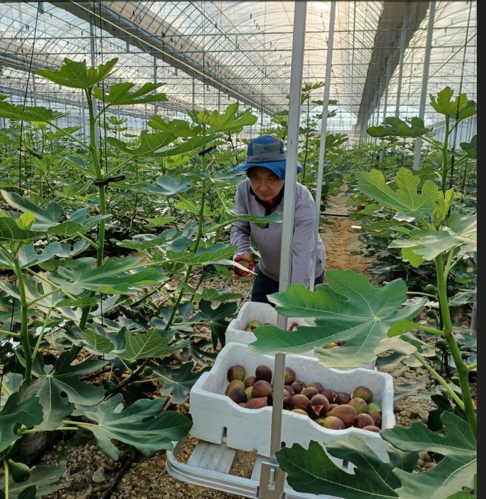 전국 최대 재배지 영암 무화과 수확