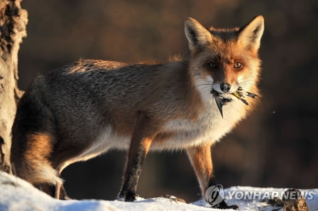 감염된 새 먹어서?…美 조류독감, 포유류로 확산