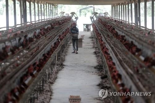 말레이시아, 내달 닭고기 수출 중단…우크라 전쟁 여파