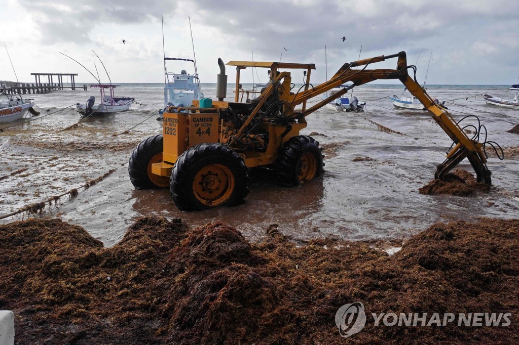 [월드&포토] 에메랄드빛 카리브해 습격한 갈색 해조류