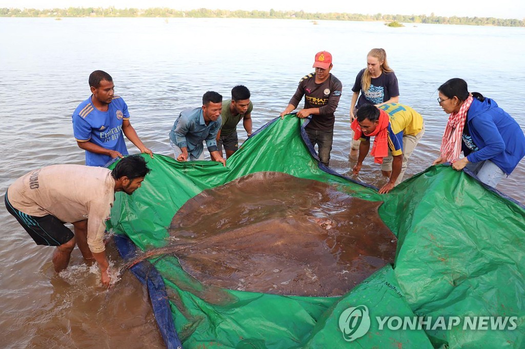 [월드&포토] 메콩강서 잡힌 4ｍ짜리 거대 가오리