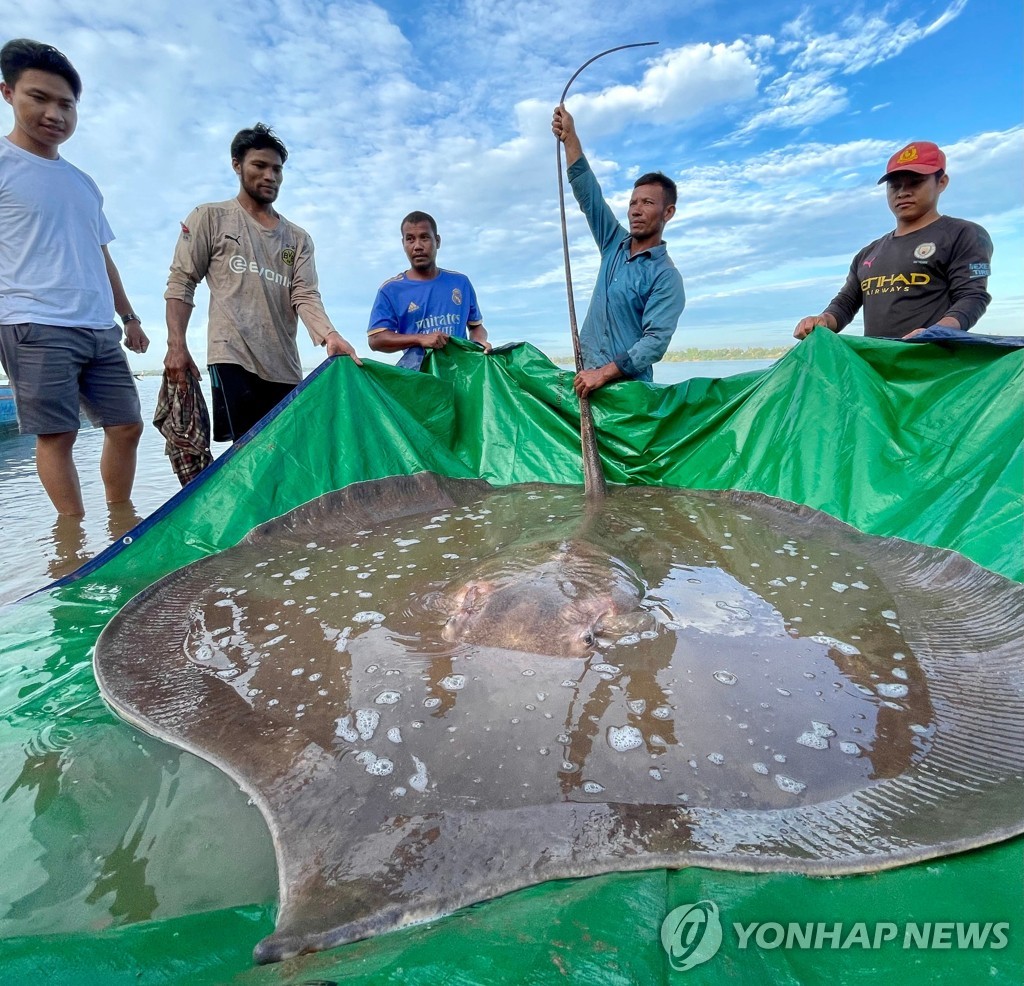 [월드&포토] 메콩강서 잡힌 4ｍ짜리 거대 가오리